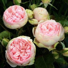Seedling rose 
