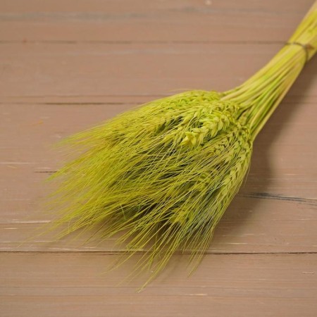 Dry Colossus of wheat, set 50 pcs., Yellow color-4
