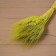 Dry Colossus of wheat, set 50 pcs., Yellow color