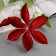 Artificial flowers "Jasmine Home" 60 cm, red