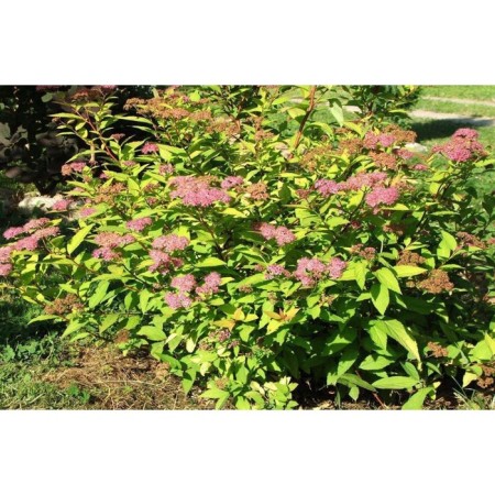 Spirea Japanese Goldmound, C2 pot, H10-50 height, 1 pc, summer 2024
