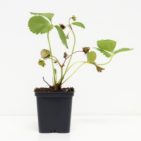 Strawberry Garden Queen Elizabeth, P9 Pot, 1 pc, summer 2024-1