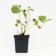 Strawberry Garden Queen Elizabeth, P9 Pot, 1 pc, summer 2024