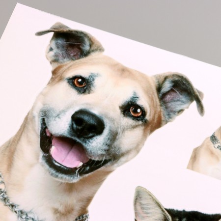 Stick 3D Interior pets 50*40cm-2