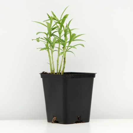 Fizostia Virginskaya "Crystal Peak White", pot p9, 1 pc, spring 2024-1
