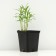Fizostia Virginskaya "Crystal Peak White", pot p9, 1 pc, spring 2024