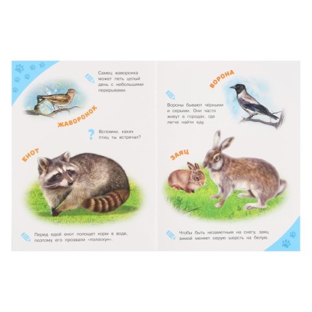 Encyclopedia for the smallest "Forest animals"-4