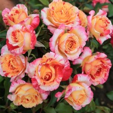 Seedling rose 