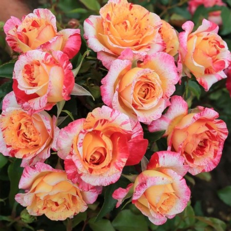 Seedling rose "Camil Pissaro", tube, spring 2025