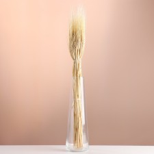 Set of dried flowers 