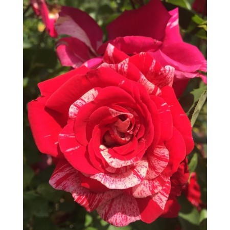 Seedling rose Plesy "Kendi Land", tube, 1 pc, spring 2025
