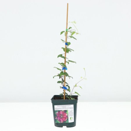 Clematis large-flowered May Darling, C2 pot, H20-40 height, 1 pc, summer 2024-2