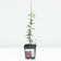 Clematis large-flowered May Darling, C2 pot, H20-40 height, 1 pc, summer 2024