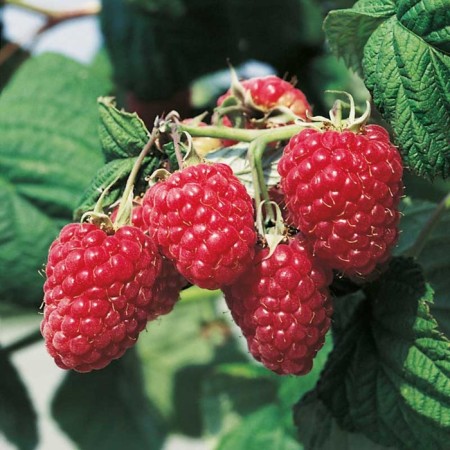 Seedling raspberry freemen, common variety, pot P9, summer 2024