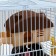A cage for rodents "Pigger", equipped, 27 x 21 x 26 cm, brown