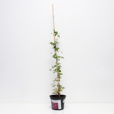 Clematis botanical purpurea captivity eleganes, s2 pot, n20-40 height, 1 pc, summer 2024-1