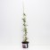 Clematis botanical purpurea captivity eleganes, s2 pot, n20-40 height, 1 pc, summer 2024