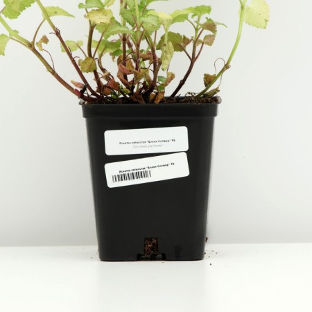 Sein -clock spoture "Bikon Silver", P9 pot, 1 pc, spring 2024-3