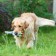 The squeak of "thoughtful chicken" for dogs, 28 cm, blue