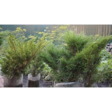 Juniper Cossack 