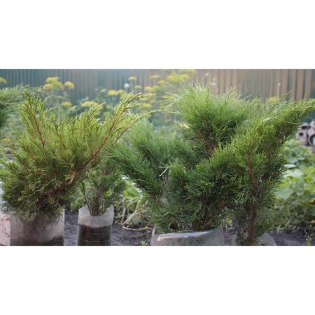Juniper Cossack "Knap Hill", P9, 1 pc, spring 2024