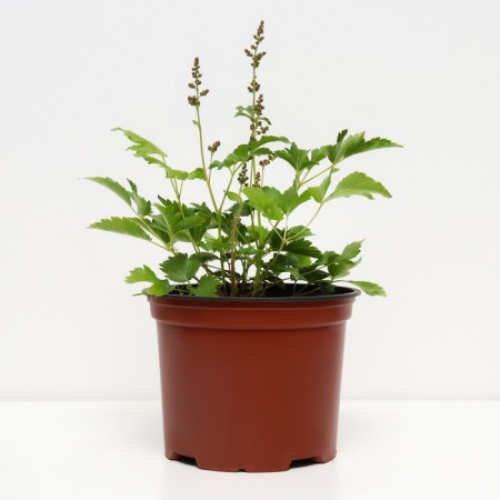 Astilba hybrid junik Ruby Red, C1.5 pot, H10-50 height, 1 pc, summer 2024-1