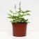 Astilba hybrid junik Ruby Red, C1.5 pot, H10-50 height, 1 pc, summer 2024