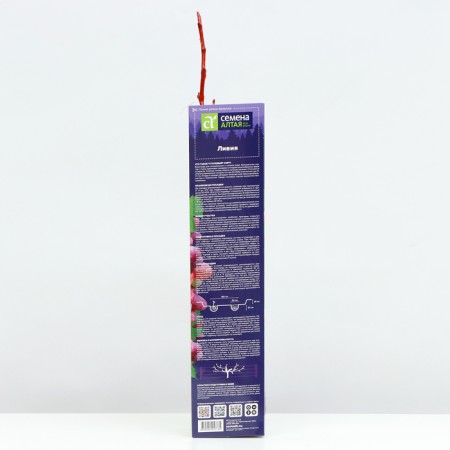 Libyan Grape seedling, 1 pc, spring 2024-2