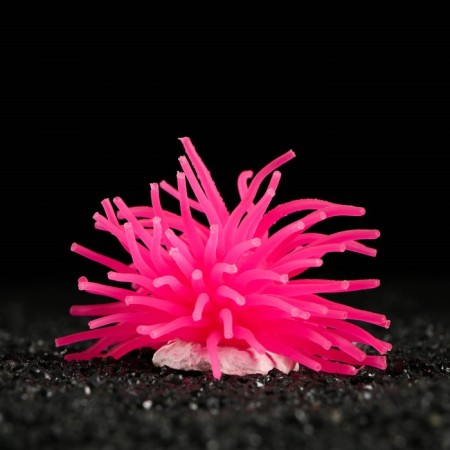 Decorative anemon for the aquarium, 8 x 5 cm, pink