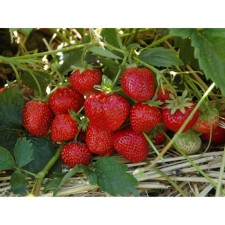 Strawberry Garden Zenga Zengana, P9 pot, 1 pc, summer 2024