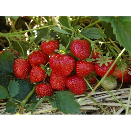 Strawberry Garden Zenga Zengana, P9 pot, 1 pc, summer 2024