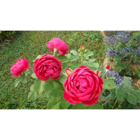 Seedling rose ascot, tea-hybrid, pot 2 l., Summer 2024