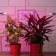 LED phytolamp, 9 watts, T8, 600 mm, base G13, IP20, blue-red spectrum, purple, "era"