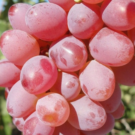 Grapes seedling "Color Sakura Kishmish", tube, spring 2025