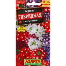 Verbena flowers 