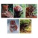 Notebook of 48 sheets in the cage "in the world of animals", paper cover, fields, white 90%, mix