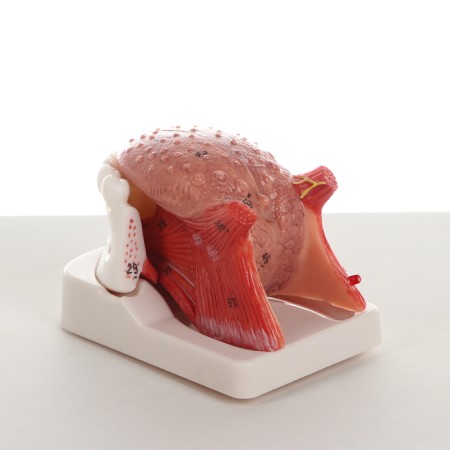 Lower jaw, tongue, 10*7*7cm layout-2