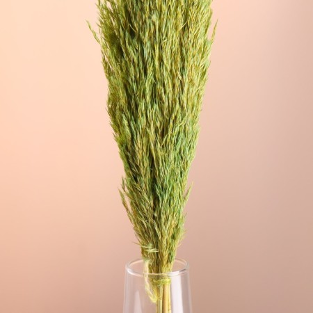 Set of dried flowers "reed", banch length 65 (+/- 6 cm), green-1