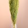 Set of dried flowers "reed", banch length 65 (+/- 6 cm), green