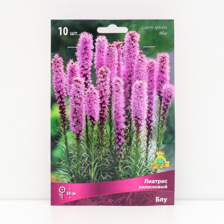 Liatris Kolskovy Blue, 10 pcs, rr 8/10, Spring 2025
