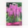 Liatris Kolskovy Blue, 10 pcs, rr 8/10, Spring 2025