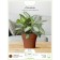 Plastic pot "Tuscan", d = 15, with a pallet, terracott