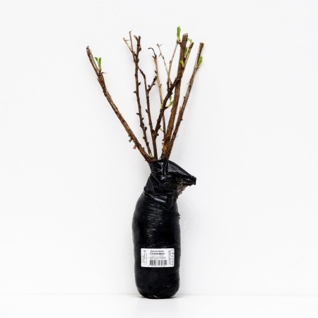 Gooseberry "Spinefrey", 1 pc, tube, spring 2025-2