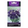 Eustoma flower seeds of large -flowered "Super Magic Dip Blue", 5 pcs.