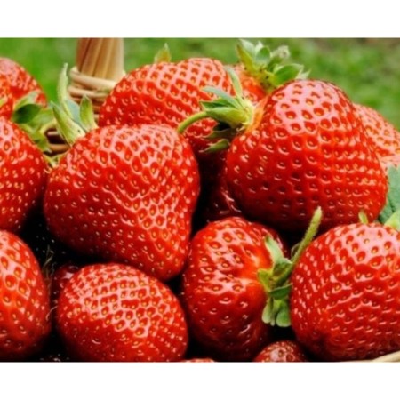 Strawberry seedlings of Frigo Faith (9-15 mm), set 5 pcs