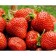 Strawberry seedlings of Frigo Faith (9-15 mm), set 5 pcs