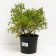Lapceta shrub tangerin, C2 pot, H10-50 height, 1 pc, summer 2024