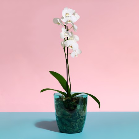 Pot for orchids, 2 l, 14.8 × 16.2 cm, round, plastic, transparent-turquoise-2