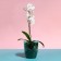 Pot for orchids, 2 l, 14.8 × 16.2 cm, round, plastic, transparent-turquoise