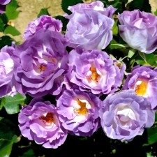 Seedling rose 